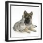 German Shepherd Dog (Alsatian) Bitch Puppy, Echo, with Grey Windmill-Eared Rabbit-Mark Taylor-Framed Photographic Print