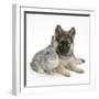 German Shepherd Dog (Alsatian) Bitch Puppy, Echo, with Grey Windmill-Eared Rabbit-Mark Taylor-Framed Photographic Print