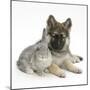 German Shepherd Dog (Alsatian) Bitch Puppy, Echo, with Grey Windmill-Eared Rabbit-Mark Taylor-Mounted Photographic Print