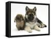 German Shepherd Dog (Alsatian) Bitch Puppy, Echo, with Lionhead Rabbit-Mark Taylor-Framed Stretched Canvas