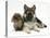 German Shepherd Dog (Alsatian) Bitch Puppy, Echo, with Lionhead Rabbit-Mark Taylor-Stretched Canvas