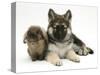 German Shepherd Dog (Alsatian) Bitch Puppy, Echo, with Lionhead Rabbit-Mark Taylor-Stretched Canvas