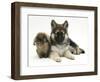 German Shepherd Dog (Alsatian) Bitch Puppy, Echo, with Lionhead Rabbit-Mark Taylor-Framed Photographic Print