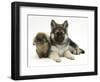 German Shepherd Dog (Alsatian) Bitch Puppy, Echo, with Lionhead Rabbit-Mark Taylor-Framed Photographic Print