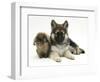 German Shepherd Dog (Alsatian) Bitch Puppy, Echo, with Lionhead Rabbit-Mark Taylor-Framed Photographic Print