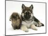 German Shepherd Dog (Alsatian) Bitch Puppy, Echo, with Lionhead Rabbit-Mark Taylor-Mounted Photographic Print