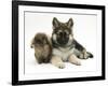 German Shepherd Dog (Alsatian) Bitch Puppy, Echo, with Lionhead Rabbit-Mark Taylor-Framed Photographic Print