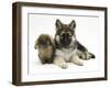 German Shepherd Dog (Alsatian) Bitch Puppy, Echo, with Lionhead Rabbit-Mark Taylor-Framed Photographic Print