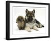 German Shepherd Dog (Alsatian) Bitch Puppy, Echo, with Lionhead Rabbit-Mark Taylor-Framed Photographic Print