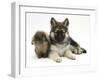 German Shepherd Dog (Alsatian) Bitch Puppy, Echo, with Lionhead Rabbit-Mark Taylor-Framed Photographic Print