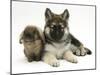 German Shepherd Dog (Alsatian) Bitch Puppy, Echo, with Lionhead Rabbit-Mark Taylor-Mounted Photographic Print