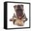 German Shepherd Dog Alsatian Puppy Lying with Paws Crossed-Jane Burton-Framed Stretched Canvas