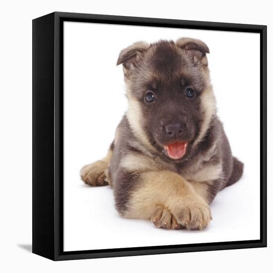 German Shepherd Dog Alsatian Puppy Lying with Paws Crossed-Jane Burton-Framed Stretched Canvas