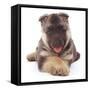 German Shepherd Dog Alsatian Puppy Lying with Paws Crossed-Jane Burton-Framed Stretched Canvas