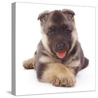 German Shepherd Dog Alsatian Puppy Lying with Paws Crossed-Jane Burton-Stretched Canvas