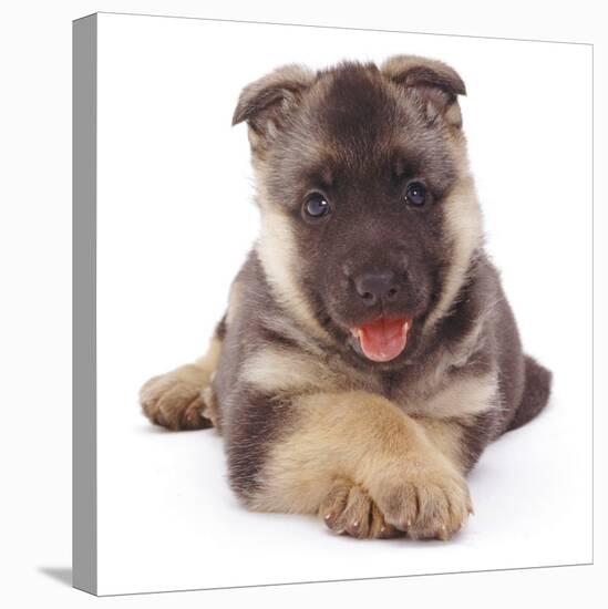 German Shepherd Dog Alsatian Puppy Lying with Paws Crossed-Jane Burton-Stretched Canvas