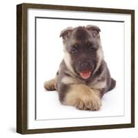 German Shepherd Dog Alsatian Puppy Lying with Paws Crossed-Jane Burton-Framed Photographic Print