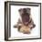 German Shepherd Dog Alsatian Puppy Lying with Paws Crossed-Jane Burton-Framed Photographic Print