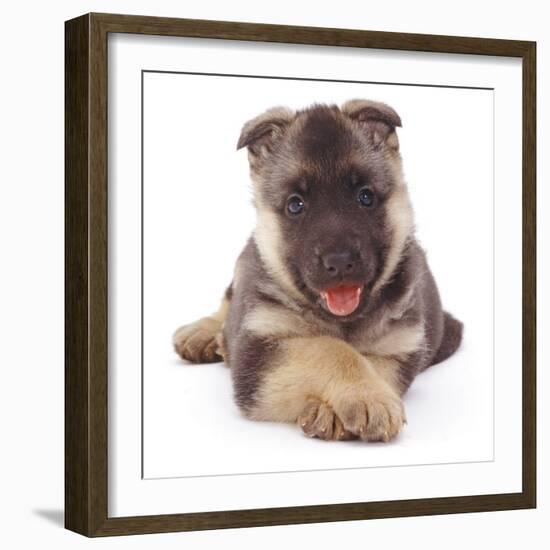 German Shepherd Dog Alsatian Puppy Lying with Paws Crossed-Jane Burton-Framed Photographic Print