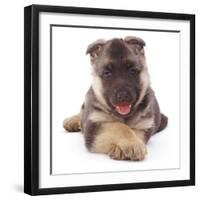 German Shepherd Dog Alsatian Puppy Lying with Paws Crossed-Jane Burton-Framed Photographic Print