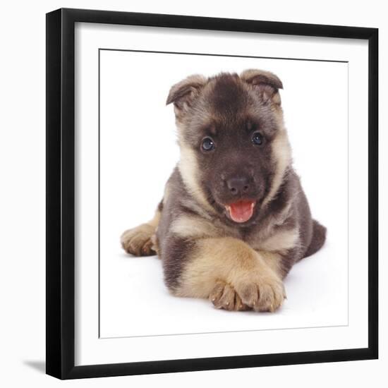 German Shepherd Dog Alsatian Puppy Lying with Paws Crossed-Jane Burton-Framed Photographic Print