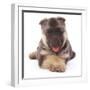 German Shepherd Dog Alsatian Puppy Lying with Paws Crossed-Jane Burton-Framed Photographic Print