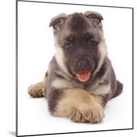 German Shepherd Dog Alsatian Puppy Lying with Paws Crossed-Jane Burton-Mounted Photographic Print