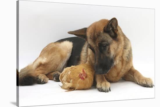 German Shepherd Dog and Chicken-Mark Taylor-Stretched Canvas