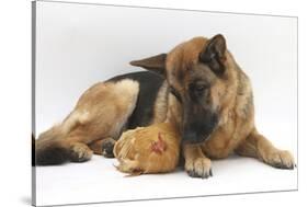 German Shepherd Dog and Chicken-Mark Taylor-Stretched Canvas