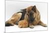 German Shepherd Dog and Chicken-Mark Taylor-Mounted Photographic Print