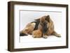 German Shepherd Dog and Chicken-Mark Taylor-Framed Photographic Print