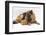German Shepherd Dog and Chicken-Mark Taylor-Framed Photographic Print