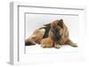 German Shepherd Dog and Chicken-Mark Taylor-Framed Photographic Print