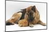 German Shepherd Dog and Chicken-Mark Taylor-Mounted Photographic Print