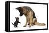 German Shepherd Dog Bitch, Coco, Looking Down on Black Kitten-Mark Taylor-Framed Stretched Canvas