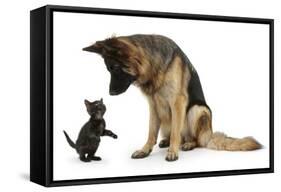 German Shepherd Dog Bitch, Coco, Looking Down on Black Kitten-Mark Taylor-Framed Stretched Canvas