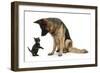 German Shepherd Dog Bitch, Coco, Looking Down on Black Kitten-Mark Taylor-Framed Photographic Print