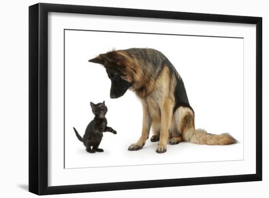 German Shepherd Dog Bitch, Coco, Looking Down on Black Kitten-Mark Taylor-Framed Photographic Print