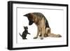 German Shepherd Dog Bitch, Coco, Looking Down on Black Kitten-Mark Taylor-Framed Photographic Print