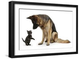 German Shepherd Dog Bitch, Coco, Looking Down on Black Kitten-Mark Taylor-Framed Photographic Print