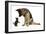 German Shepherd Dog Bitch, Coco, Looking Down on Black Kitten-Mark Taylor-Framed Photographic Print