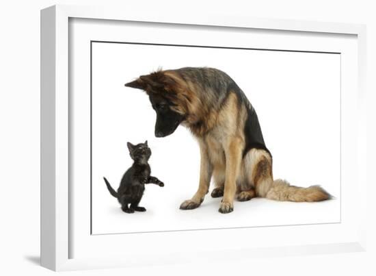 German Shepherd Dog Bitch, Coco, Looking Down on Black Kitten-Mark Taylor-Framed Photographic Print