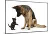 German Shepherd Dog Bitch, Coco, Looking Down on Black Kitten-Mark Taylor-Mounted Photographic Print