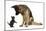 German Shepherd Dog Bitch, Coco, Looking Down on Black Kitten-Mark Taylor-Mounted Photographic Print