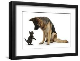 German Shepherd Dog Bitch, Coco, Looking Down on Black Kitten-Mark Taylor-Framed Photographic Print