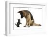 German Shepherd Dog Bitch, Coco, Looking Down on Black Kitten-Mark Taylor-Framed Photographic Print