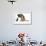 German Shepherd Dog Bitch, Coco, Looking Down on Black Kitten-Mark Taylor-Framed Photographic Print displayed on a wall