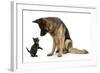 German Shepherd Dog Bitch, Coco, Looking Down on Black Kitten-Mark Taylor-Framed Photographic Print