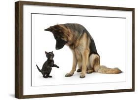 German Shepherd Dog Bitch, Coco, Looking Down on Black Kitten-Mark Taylor-Framed Photographic Print