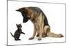 German Shepherd Dog Bitch, Coco, Looking Down on Black Kitten-Mark Taylor-Mounted Photographic Print